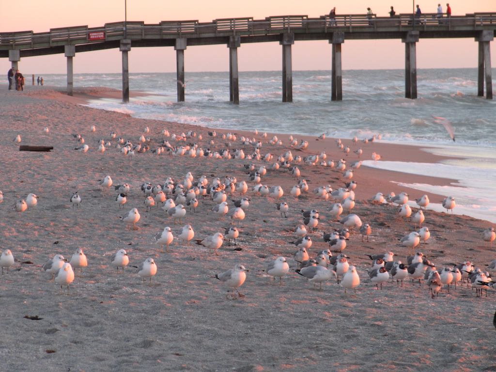 Gulls on Fishing Pier Beach, Venice, Florida