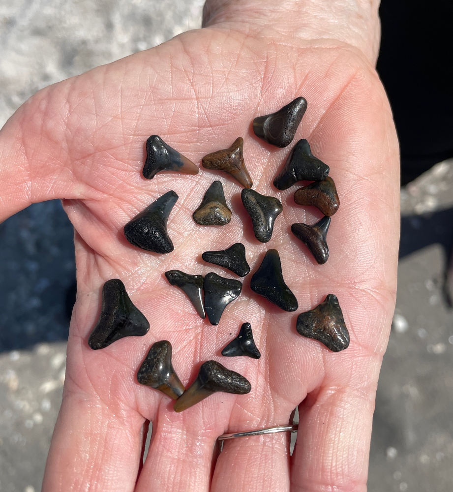 Sharks' teeth, Venice, Florida